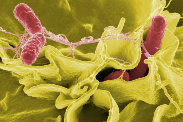 Fighting foodborne diseases in facilities