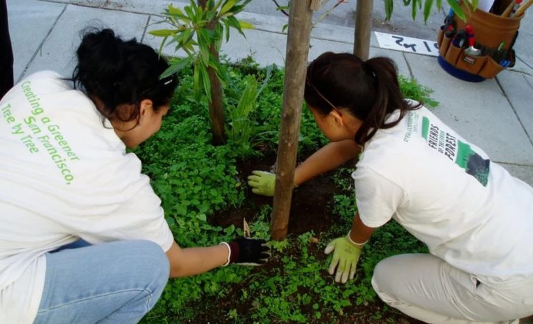 City tree biodiversity helps protect urban forests — and our health