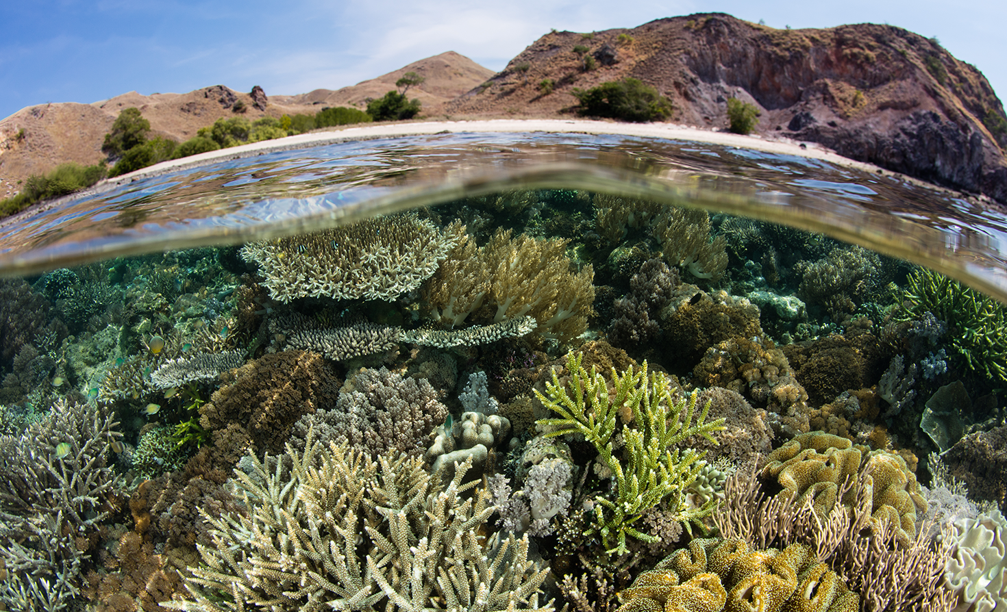 Biodiversity