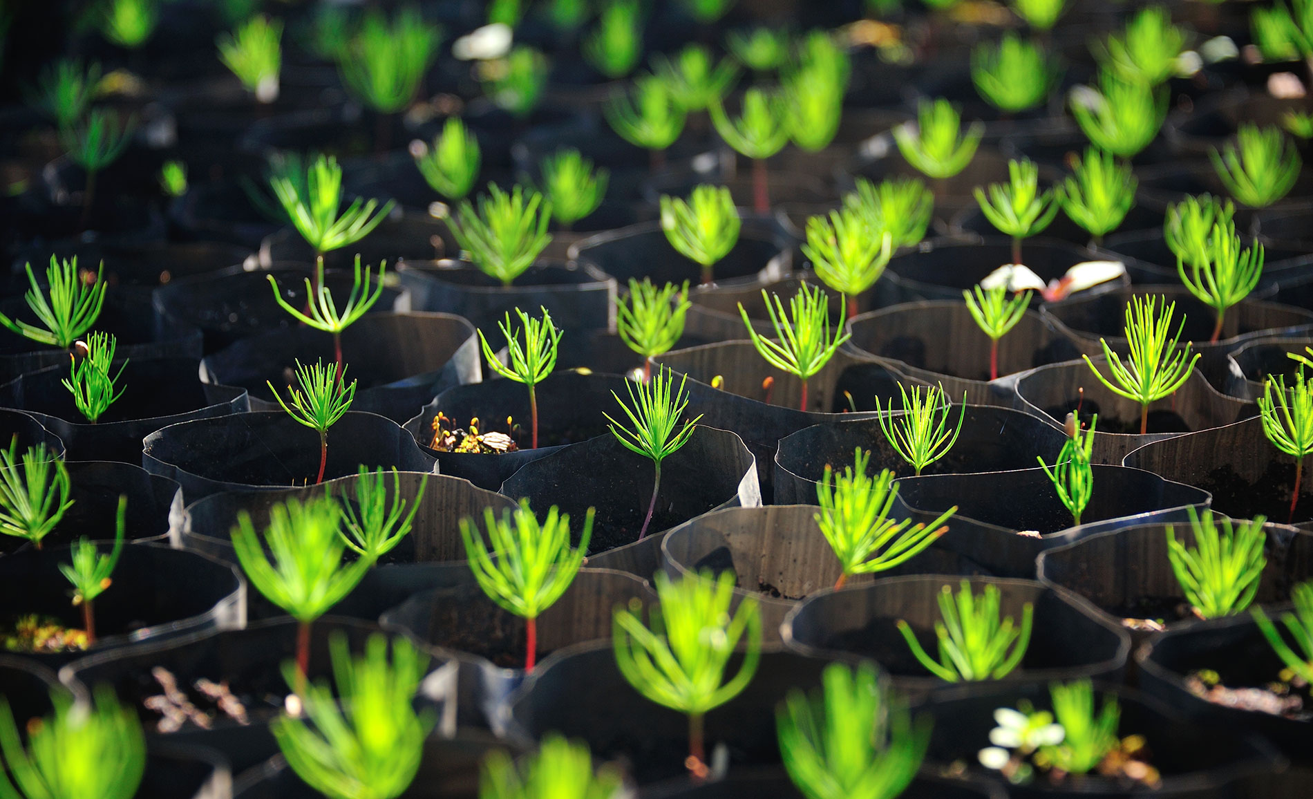 Saplings