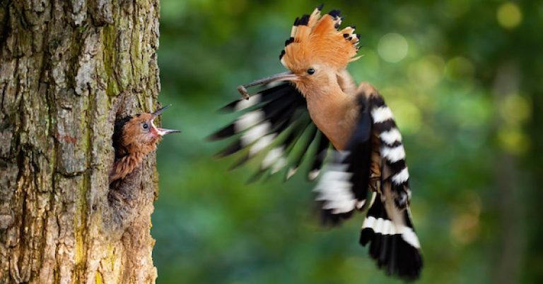 Why measuring biodiversity co-benefits in carbon credits matters