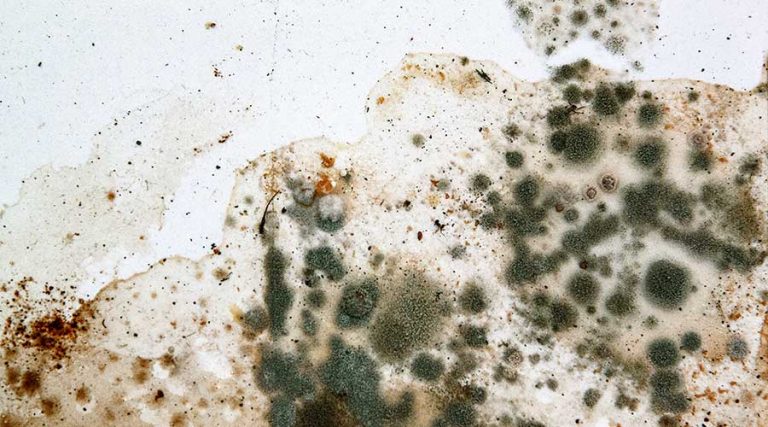 Seattle Children’s Hospital Embroiled in Mold Class-Action Lawsuit