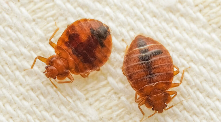 In Hospitals, Pest Control Is Infection Control