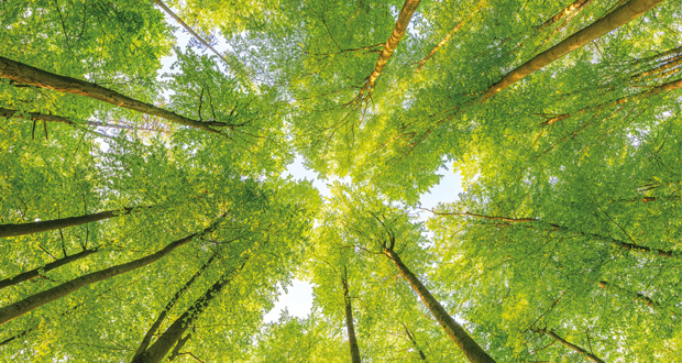 Stepping up sustainability