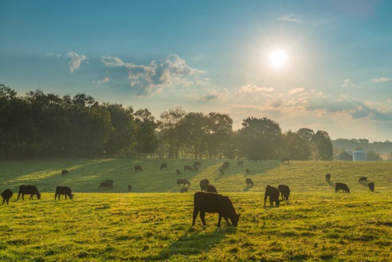 How food companies like Danone and Giant are tackling methane pollution 