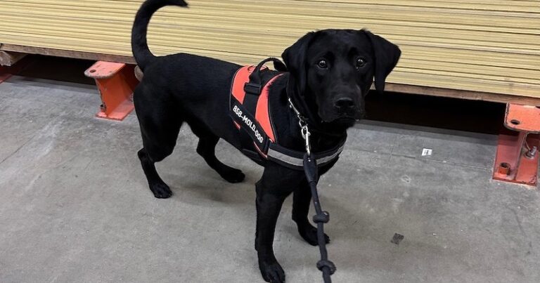 Clever Canine Helps Facility Managers Sniff Out Mold