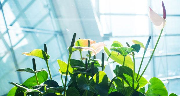 The office plant report 2025: Greenery proven to cut stress and boost focus